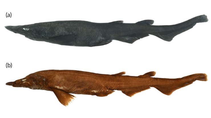 Image for Newly Identified Deepwater Shark Has White Eyes and Weird Eggs